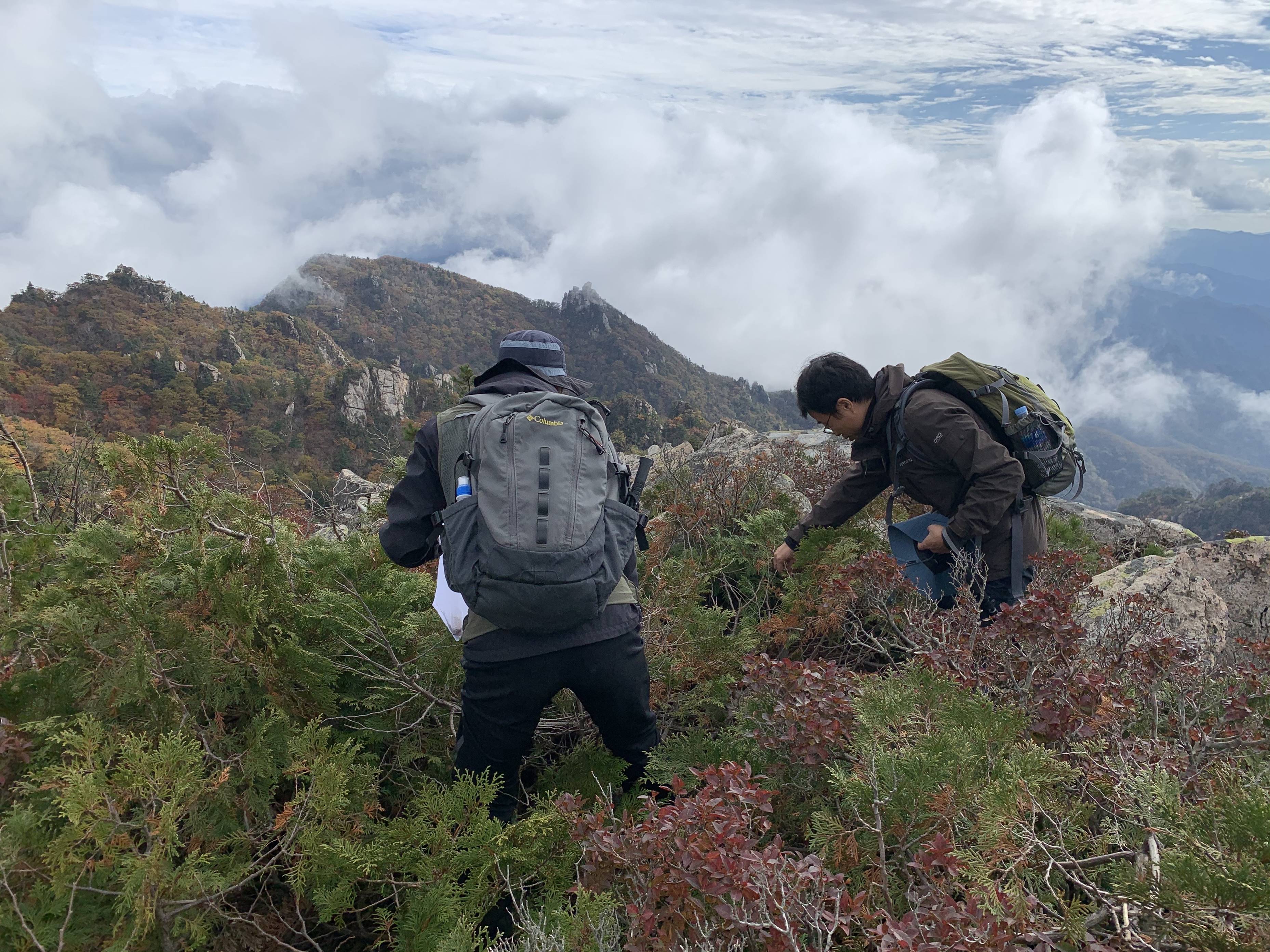 Collecting Wild Plant Seeds