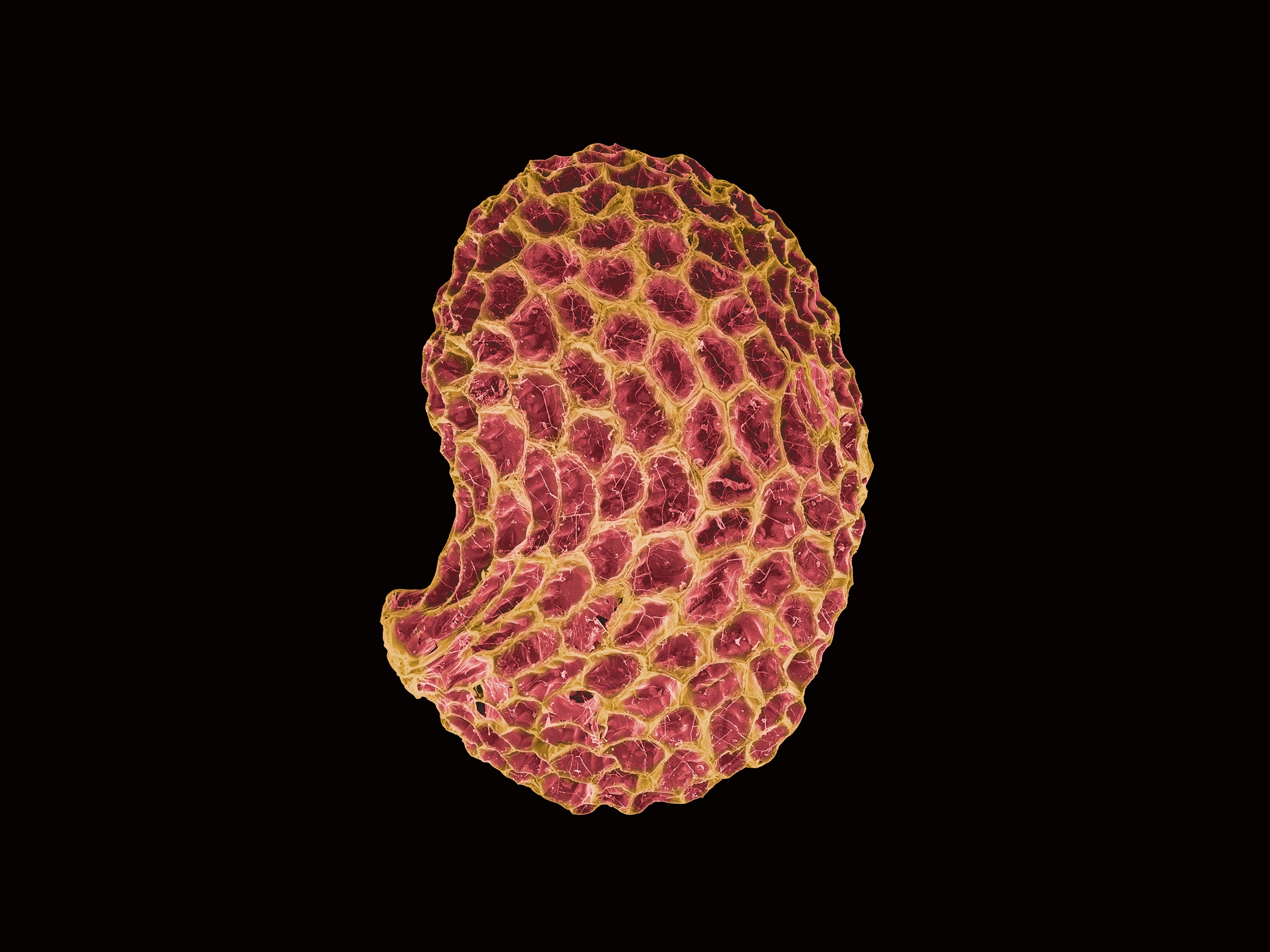 3. 미치광이풀.jpg