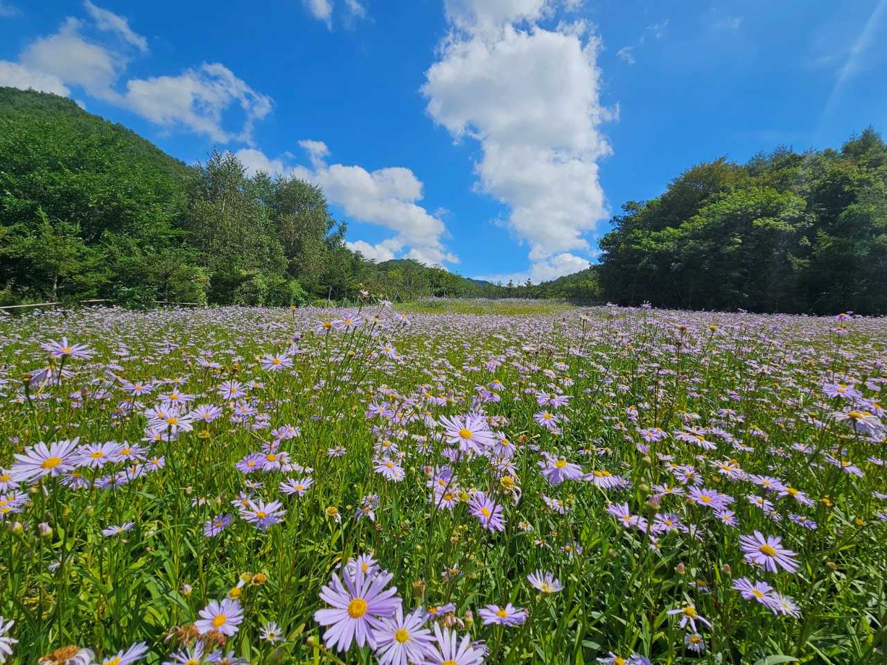 국립한국자생식물원 산책길에 수국이 자란 전경