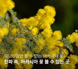 한파 속 아카시아 꽃 볼 수 있는 곳 소개