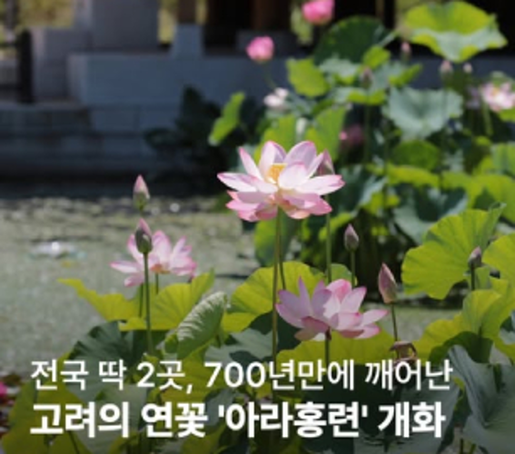 연못에 핀 분홍 연꽃 아라홍련