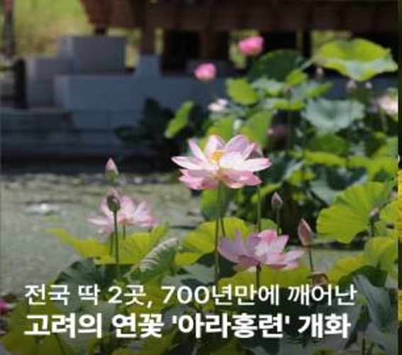 연못에 핀 분홍 연꽃 아라홍련