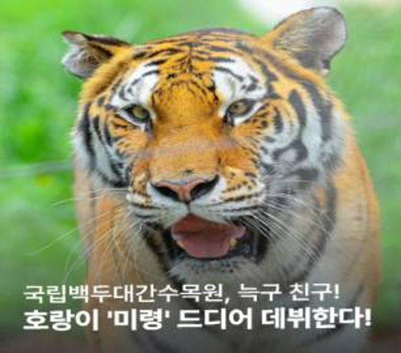 호랑이 미령의 데뷔를 알리는 이미지