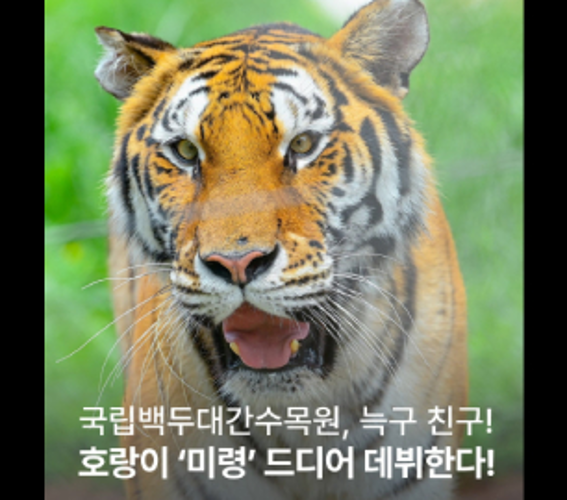 국립백두대간수목원에서 공개된 호랑이 미령의 얼굴
