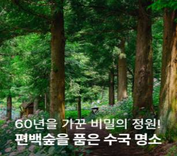 편백나무가 가득한 숲길