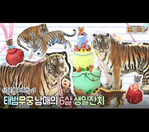호랑이 남매 태범과 무궁의 6살 생일잔치