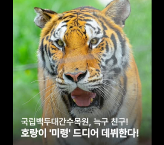 국립백두대간수목원 호랑이 미령의 모습