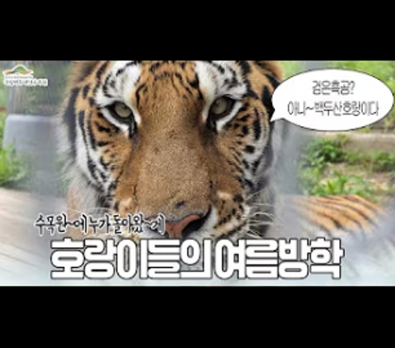 정면을 바라보는 호랑이와 여름방학 안내 문구
