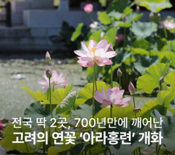 연못에 핀 분홍 연꽃 아라홍련