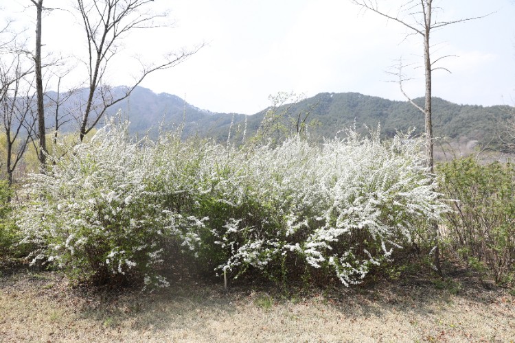 [크기변환]조팝나무 사계원 200425 김정인 (1).JPG