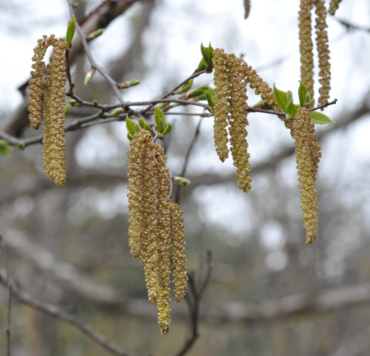물박달나무.png